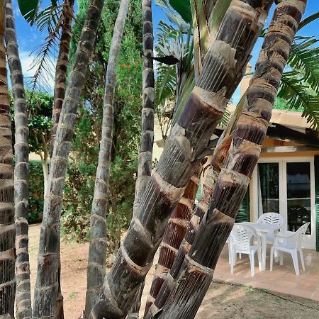 Bungalow Tropical Nº6 - Son Xoriguer Lejlighed Eksteriør billede