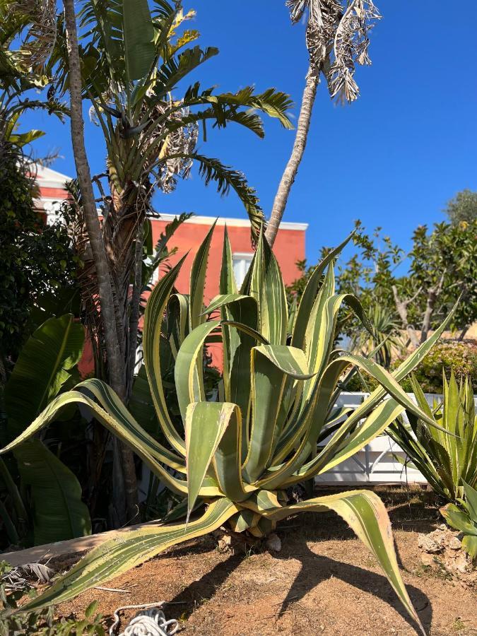 Bungalow Tropical Nº6 - Son Xoriguer Lejlighed Eksteriør billede